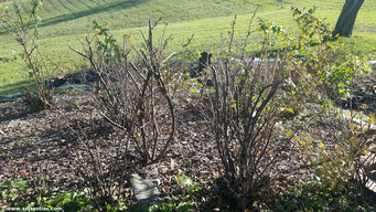 Ribes uva-nigrum - Cassissier "Müli"