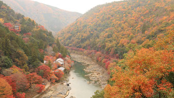 紅葉に色づく保津峡(京都市右京区 亀山公園)