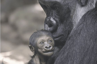 Foto: Homepage Zoo Münster