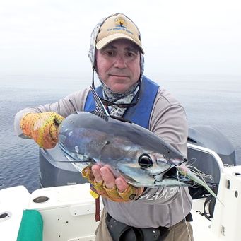 Fly caught skipjack tuna