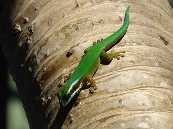 Phelsuma Inexpectata, Lézard vert de Manapany-les-bains