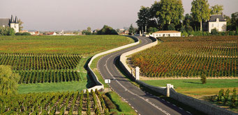 vigne du médoc