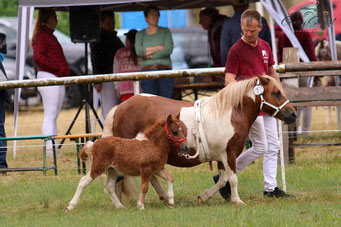 Aufzucht