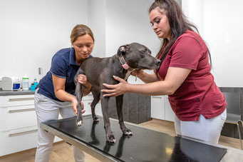 Tierärztin Stefanie Dietz orthopädische Untersuchung Hund
