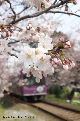 桜と嵐電