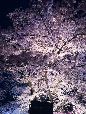 二条城の夜桜