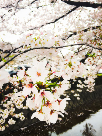 鴨川の桜