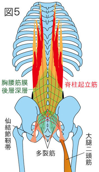 胸腰筋膜　大腿二頭筋　仙結節靭帯　脊柱起立筋　多裂筋