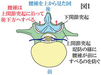 腰椎後方すべりと上関節突起