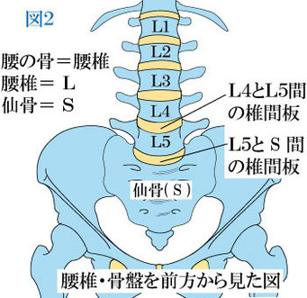 腰椎と骨盤