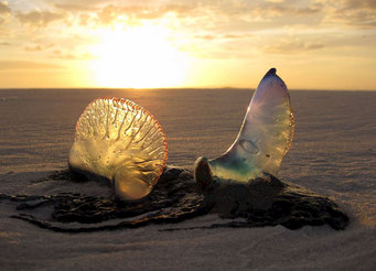 Physalis, Normandie, giftig