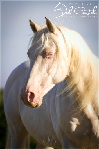 Etalon Elevage Frison Andalzon Dressage Attelage Haras De Val Castel