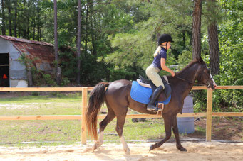 equi lease gives you the opportunity to learn what it means to own a horse 