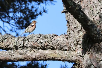 Photo décorative OISEAU 