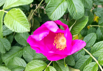 教室の近くにハマナスの花が咲いていました
