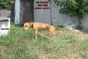 My Predatory Breed Incredible Is Rich In The Successful Pure Indian Bolio Red Alert Line That Puts My Predators At The Pinnacle Of This Over Achieving Branch Of The Gr Ch Red