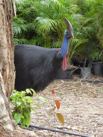 Southern Cassowary