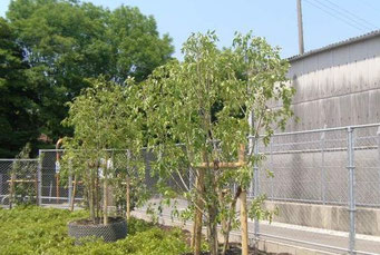 工場緑地(本文とは関係ありません)