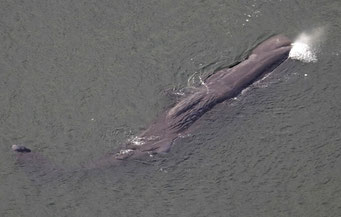 大阪湾のマッコウクジラ