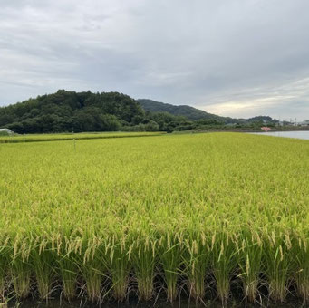 稲穂