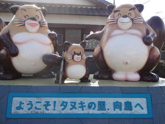 防府市向島のタヌキ