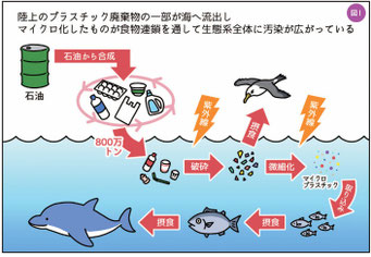 マイクロプラスチック（日本野鳥の会）