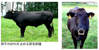 和牛