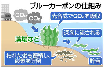 ブルーカーボン