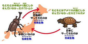 外来生物と在来生物