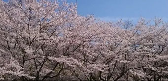 小野田　竜王山の桜