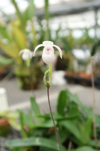 かわいく咲きました！ - (株)東京オーキット・ナーセリー