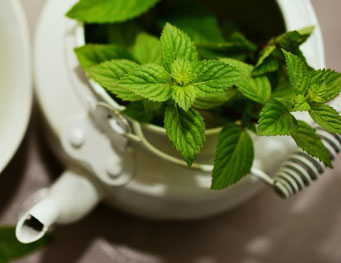 Peppermint medicinal plant essential oil irritable bowel syndrom headache common cold 
