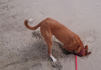 Hundestrand