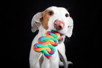 Podenco Galgo Mischling