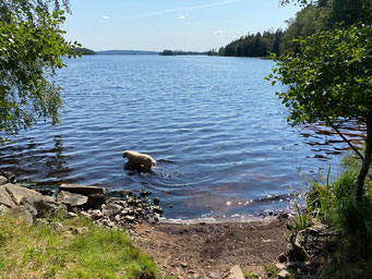 Hund im See Immeln Südschweden