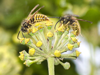 Foto: Kathy Büscher, NABU Rinteln