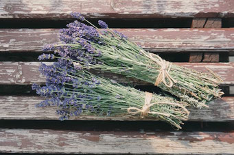 Lavendel gegen Spinnen