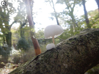 ヌメリツバタケモドキ