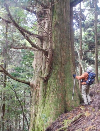 猿山の大杉