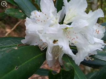 白花アマギシャクナゲ
