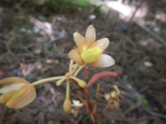 ツチアケビの花