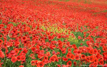 Champ de coquelicots, poppy day in Great Britain