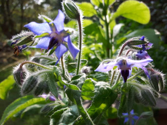 Borretsch (Borago officinalis)