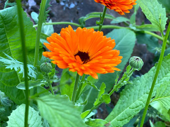 Ringelblume (Calendula officinalis)