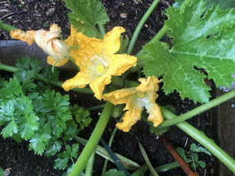 Zucchini (Cucurbita pepo var. giromontiina)