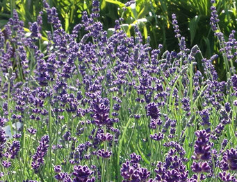 Lavendel (Lavandula angustifolia)