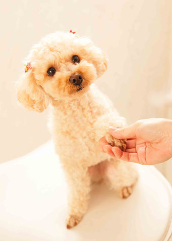 犬　記念写真