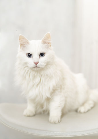 さくらこちゃん　猫