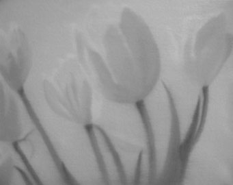 Tulpen 03, 2004, Oil on Canvas, 24 x 30 cm