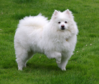 American Eskimo Dog